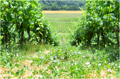weinlagen2